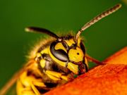 007 Joseph Gebhardt 3